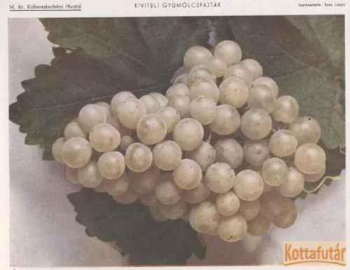 Kiviteli gyümölcsfajtáink