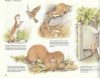 Field Guide to the animals of Britain