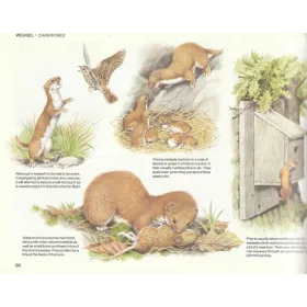 Field Guide to the animals of Britain