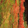 Still - Always Almost (CD)