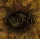 Esszencia - Elindultunk a nagy útra (CD)