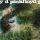 Pink Floyd - A Saucerful of Secrets (LP)