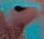 Pink Floyd - Meddle (LP)