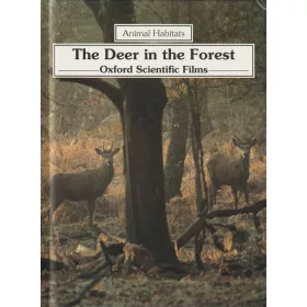 The Deer in the Forest